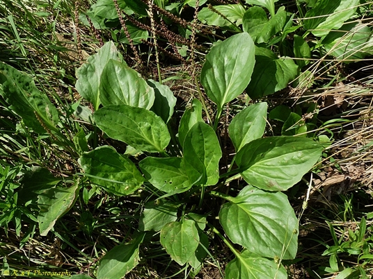 {Plantago cordata}